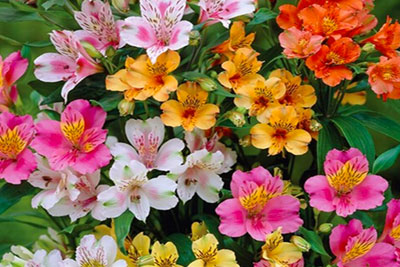 alstroemeria