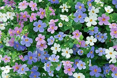 Bacopa