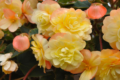 Begonia