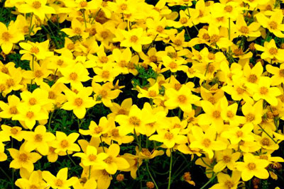 Bidens