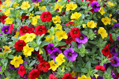 Calibrachoa