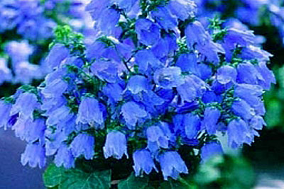 Campanula