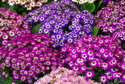 Cineraria