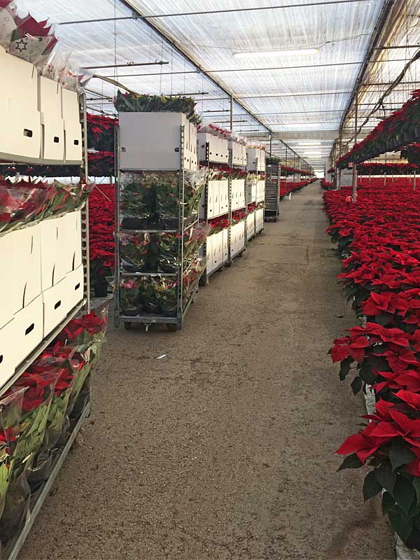 Carrelli pronti per le consegne di Stelle di Natale rosse