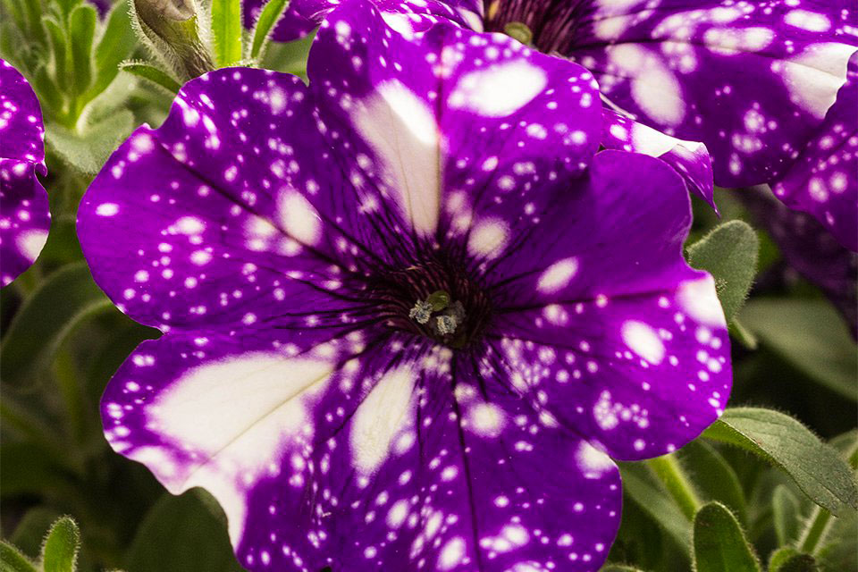 Serre della Floricoltura Magnani di Tina Magnani