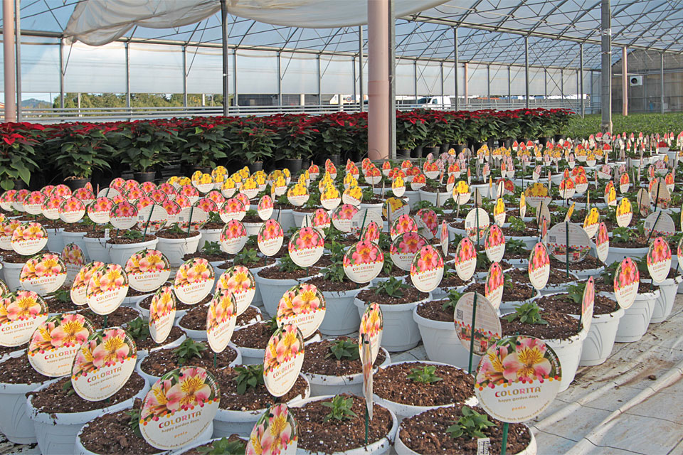 Serre della Floricoltura Magnani di Tina Magnani