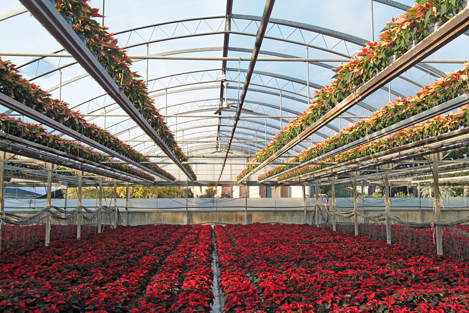 Serre della Floricoltura Magnani di Tina Magnani