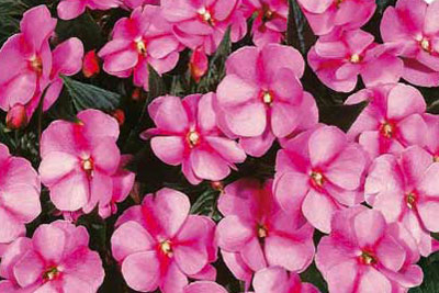 Impatiens