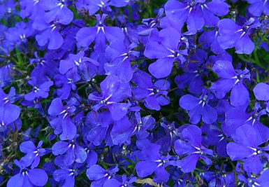 Lobelia