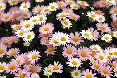 Margherita Argirantemum