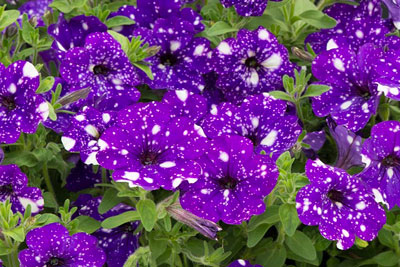Petunia Night Sky