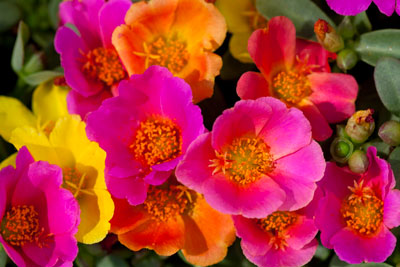 Portulaca