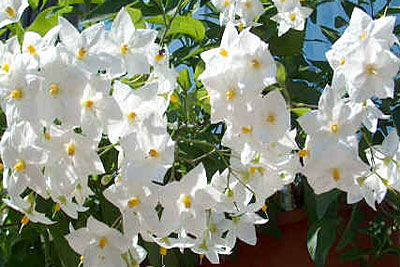 Solanum
